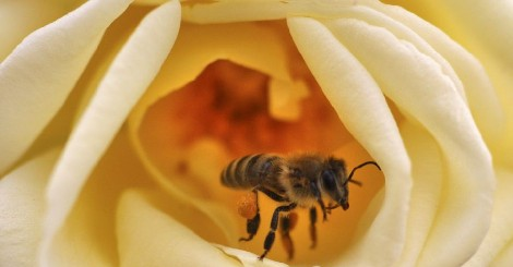 abelha na rosa