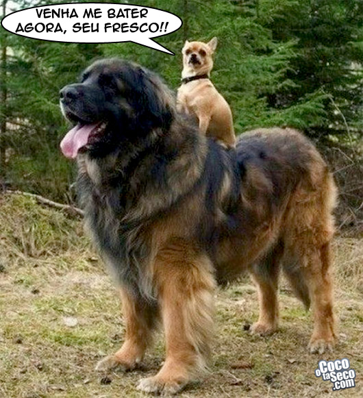 Venha me bater, seu fresco! rsrsrsrs...