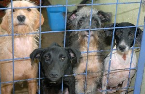Deverá acabar a matança de cães e gatos em Centros de Zoonoses