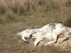 Seca no sertÃ£o de Sergipe deixa agricultores sem rebanho
