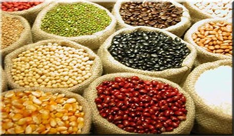 noticia_15000 Gene resistente a seca promete aumentar produtividade do milho