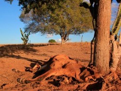 RN Ã© o terceiro Estado do Nordeste mais afetado pelo seca