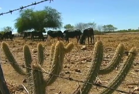 seca caico Seca no Nordeste: Caicó foi destaque no Jornal Nacional