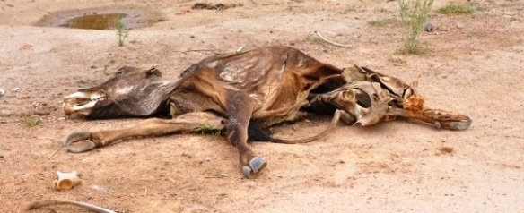 vaca morta Nordeste pode sofrer com seca por mais nove meses, segundo previsão
