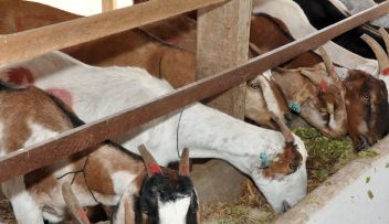 Com tÃ©cnicas simples, PB torna-se lÃ­der na produÃ§Ã£o leiteira de cabras
