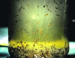 larva dengue