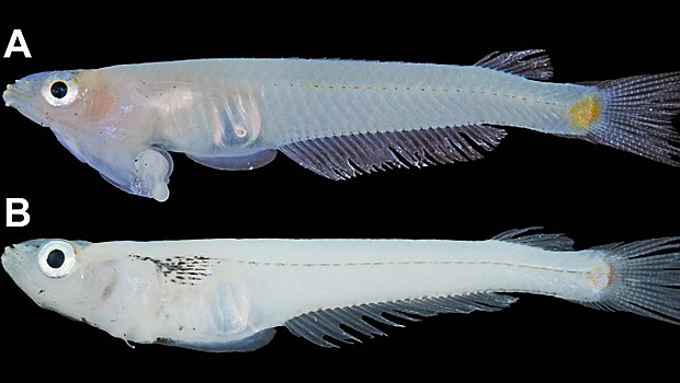 peixe2 Espécie de peixe com pênis na cabeça é identificada no Vietnã
