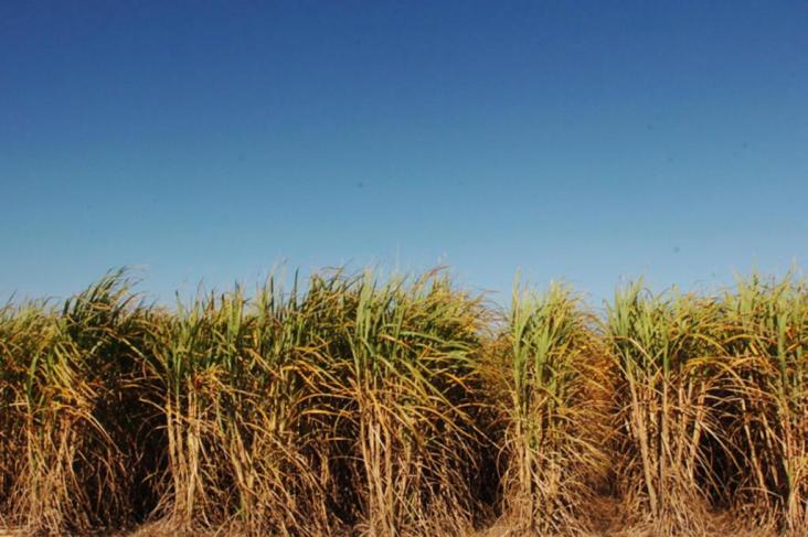 No Pernambuco, seca inviabiliza produÃ§Ã£o canavieira para 2013