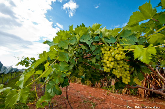 uvas-47