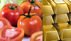 tomate-ouro
