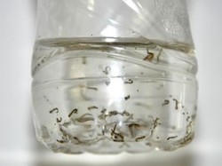 larva_dengue_346x260