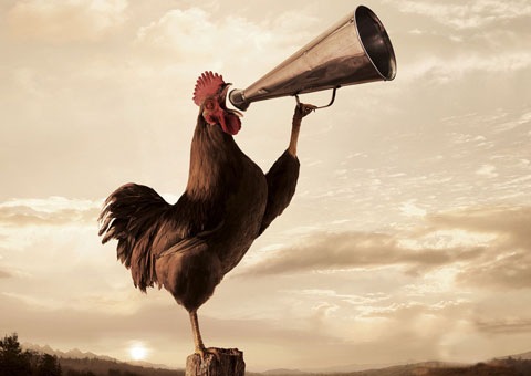 cantar do galo