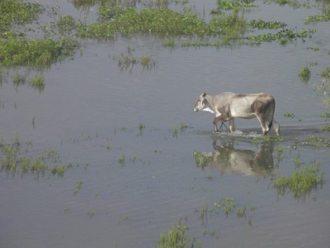 gado agua