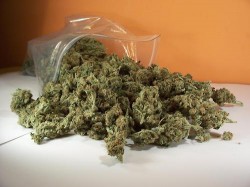 maconha medicinal