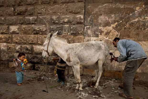 mideast-egypt-donkey-_fran