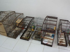 aves
