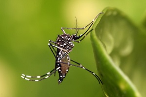 dengue_zika
