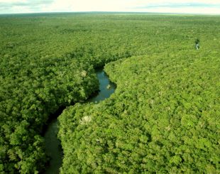 amazonia-310x245 (1)
