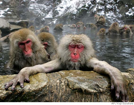 tr_monkey