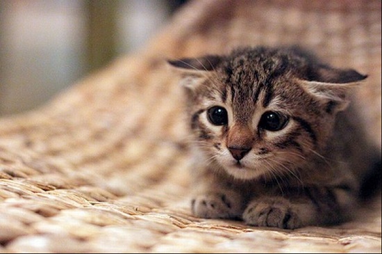gatinho