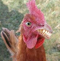 1729