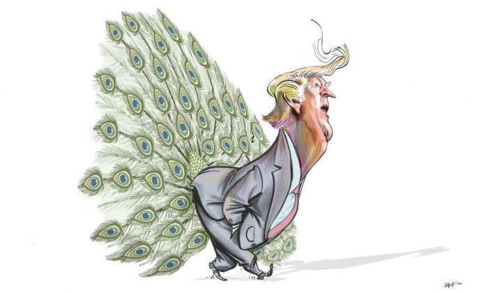 pavão