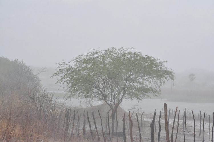 Chuva anima agricultores da Paraíba e do Rio Grande do Norte