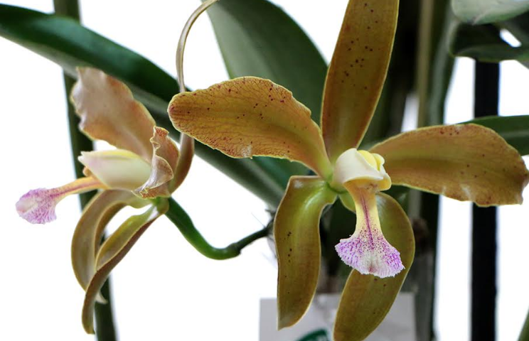 OrquÃ­dea cattleya Ã© reconhecida como flor sÃ­mbolo do Rio Grande do Norte