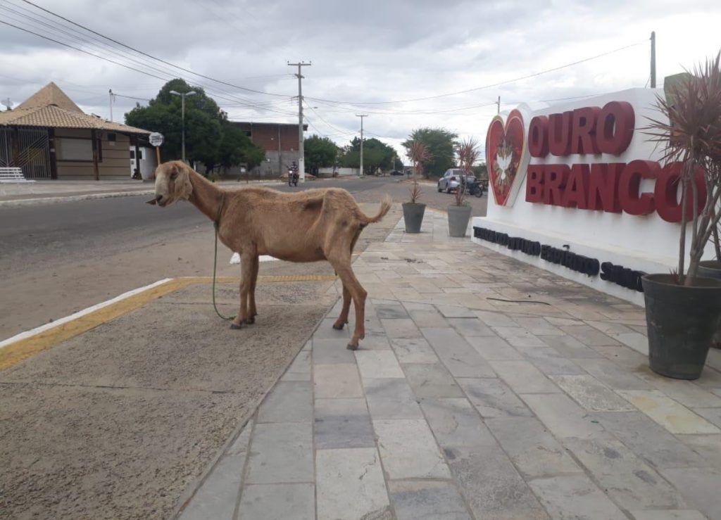 Animais soltos nas ruas de Ouro Branco