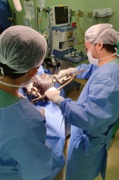 Procedimento cirúrgico para pacientes com epilepsia refratária é pioneiro no RN e Nordeste