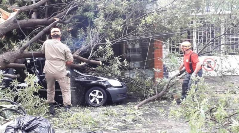 Ãrvores caem causando danos em veÃculos e em rede elétrica na cidade de Patos (PB)