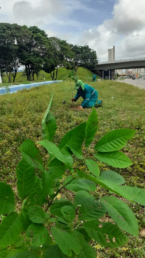 âPlanta Natalâ garante plantio de quase 600 mudas em abril